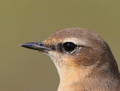 Tapuit - Northern Wheatear