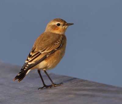 Tapuit - Northern Wheatear