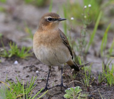 Tapuit - Northern Wheatear