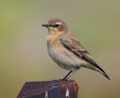 Tapuit - Northern Wheatear