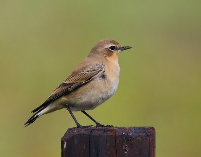 Tapuit - Northern Wheatear