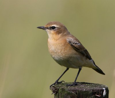 Tapuit - Northern Wheatear