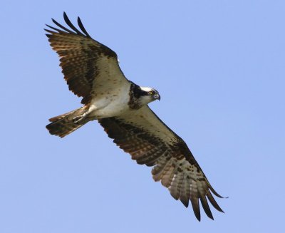 Visarend - Osprey