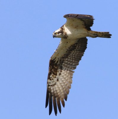 Visarend - Osprey