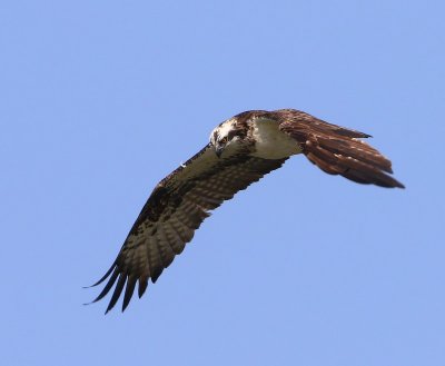 Visarend - Osprey