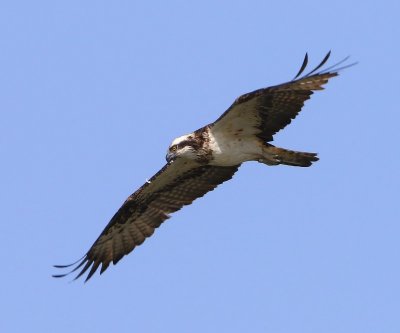 Visarend - Osprey