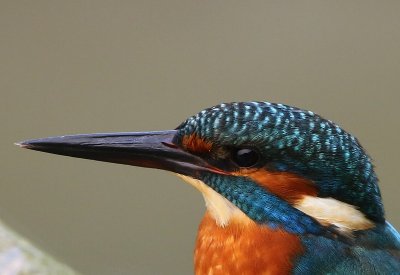 IJsvogel - Common Kingfisher