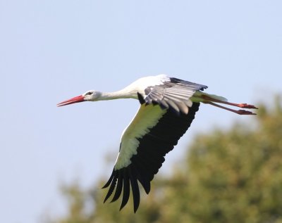 Ooievaar - White Stork