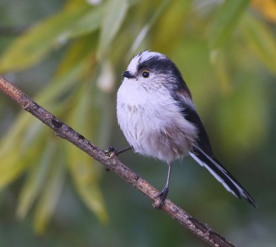 Staartmees - Long-tailed Tit