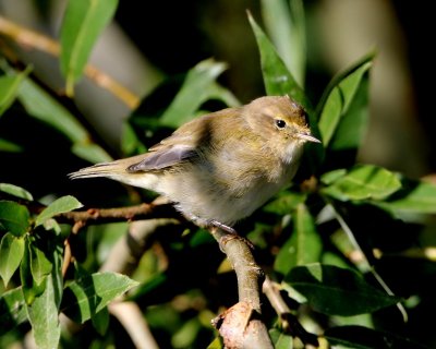 Tjiftjaf - Northjern Chiffchaff