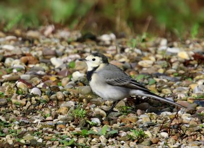 Witte Kwikstaart - White Wagtail