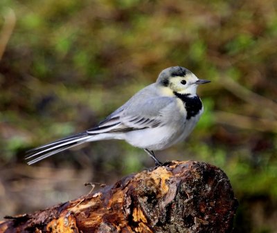 Witte Kwikstaart - White Wagtail