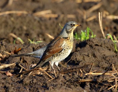 Kramsvogel - Fieldfare