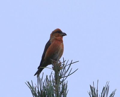 Kruisbek - Common Crossbill