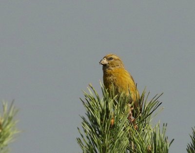 Kruisbek - Common Crossbill