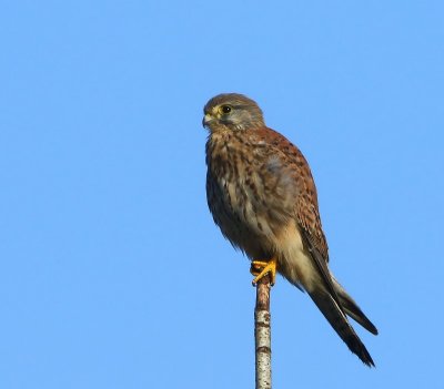 Torenvalk - Common Kestrel