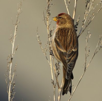 Kleine Barmsijs - Lesser Redpoll