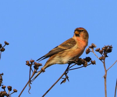 Kleine Barmsijs - Lesser Redpoll