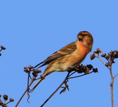 Kleine Barmsijs - Lesser Redpoll