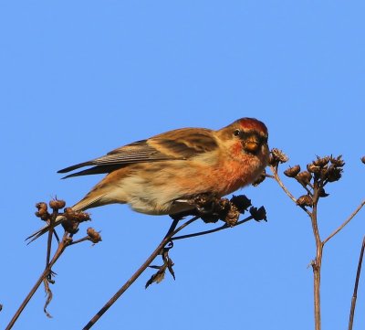 Kleine Barmsijs - Lesser Redpoll