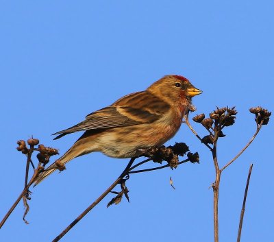Kleine Barmsijs - Lesser Redpoll