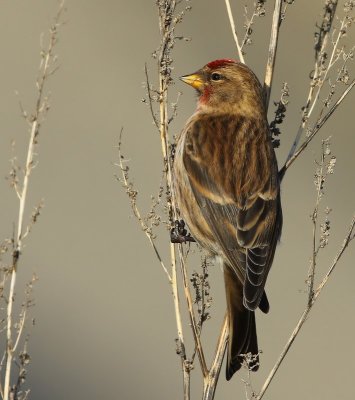 Kleine Barmsijs - Lesser Redpoll
