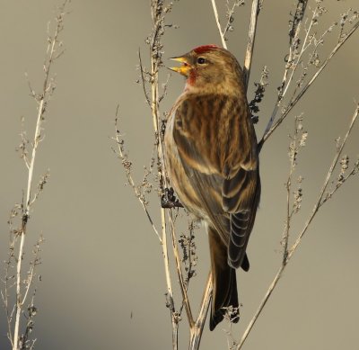 Kleine Barmsijs - Lesser Redpoll
