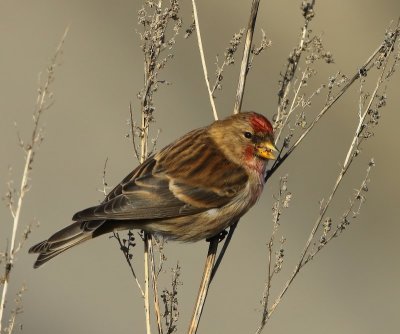 Kleine Barmsijs - Lesser Redpoll