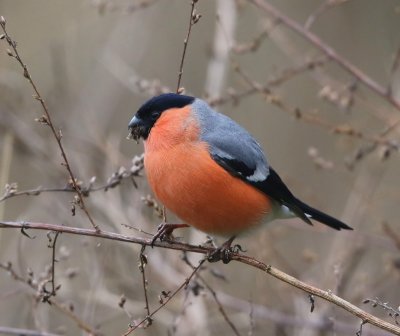Goudvink - Eurasian Bullfinch