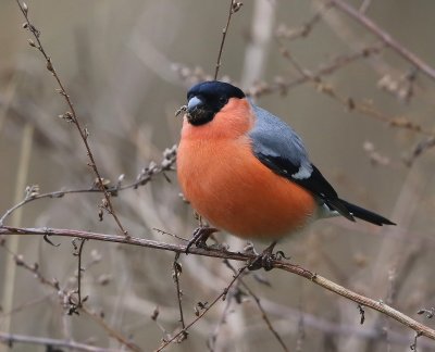 Goudvink - Eurasian Bullfinch