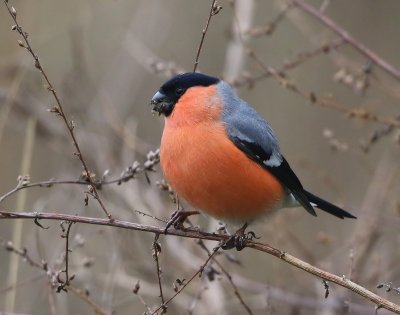 Goudvink - Eurasian Bullfinch