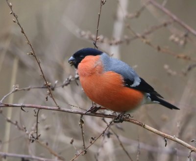 Goudvink - Eurasian Bullfinch