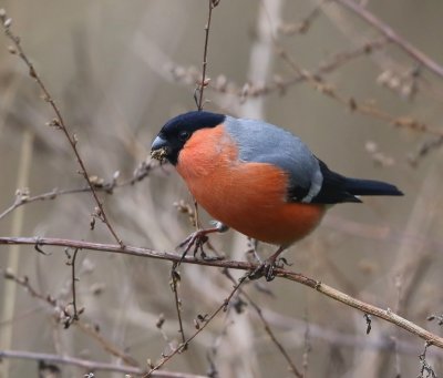 Goudvink - Eurasian Bullfinch