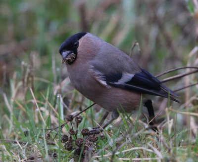 Goudvink - Eurasian Bullfinch