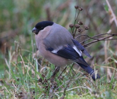 Goudvink - Eurasian Bullfinch