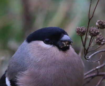 Goudvink - Eurasian Bullfinch
