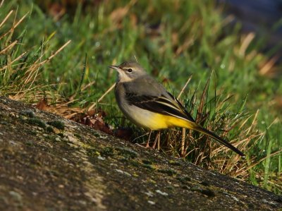 Grote Gele Kwikstaart - Grey Wagtail