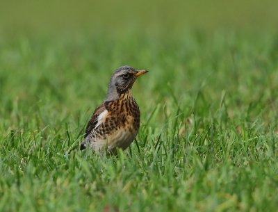 Kramsvogel - Fieldfare