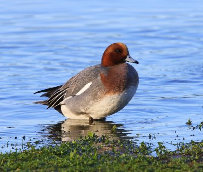 Smient - Eurasian Wigeon