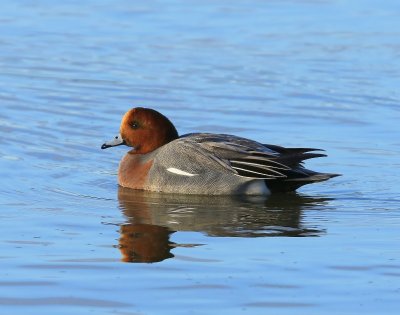 Smient - Eurasian Wigeon