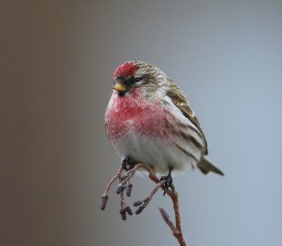 Grote Barmsijs - Mealy Redpoll