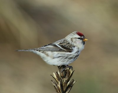 Grote Barmsijs - Mealy Redpoll
