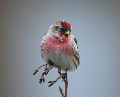 Grote Barmsijs - Mealy Redpoll