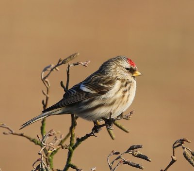 Grote Barmsijs - Mealy Redpoll