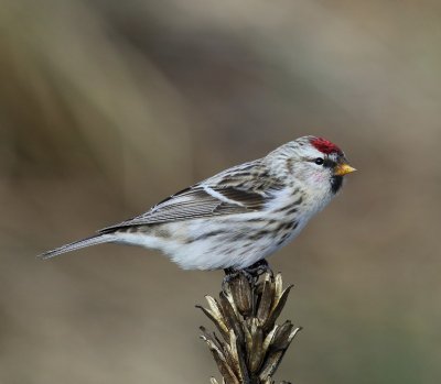 Grote Barmsijs - Mealy Redpoll