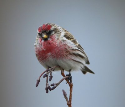 Grote Barmsijs - Mealy Redpoll