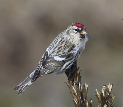 Grote Barmsijs - Mealy Redpoll