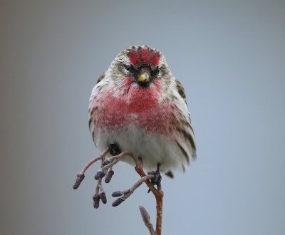 Grote Barmsijs - Mealy Redpoll