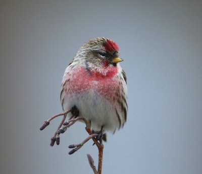 Grote Barmsijs - Mealy Redpoll