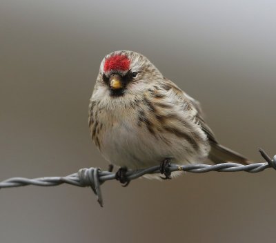 Grote Barmsijs - Mealy Redpoll